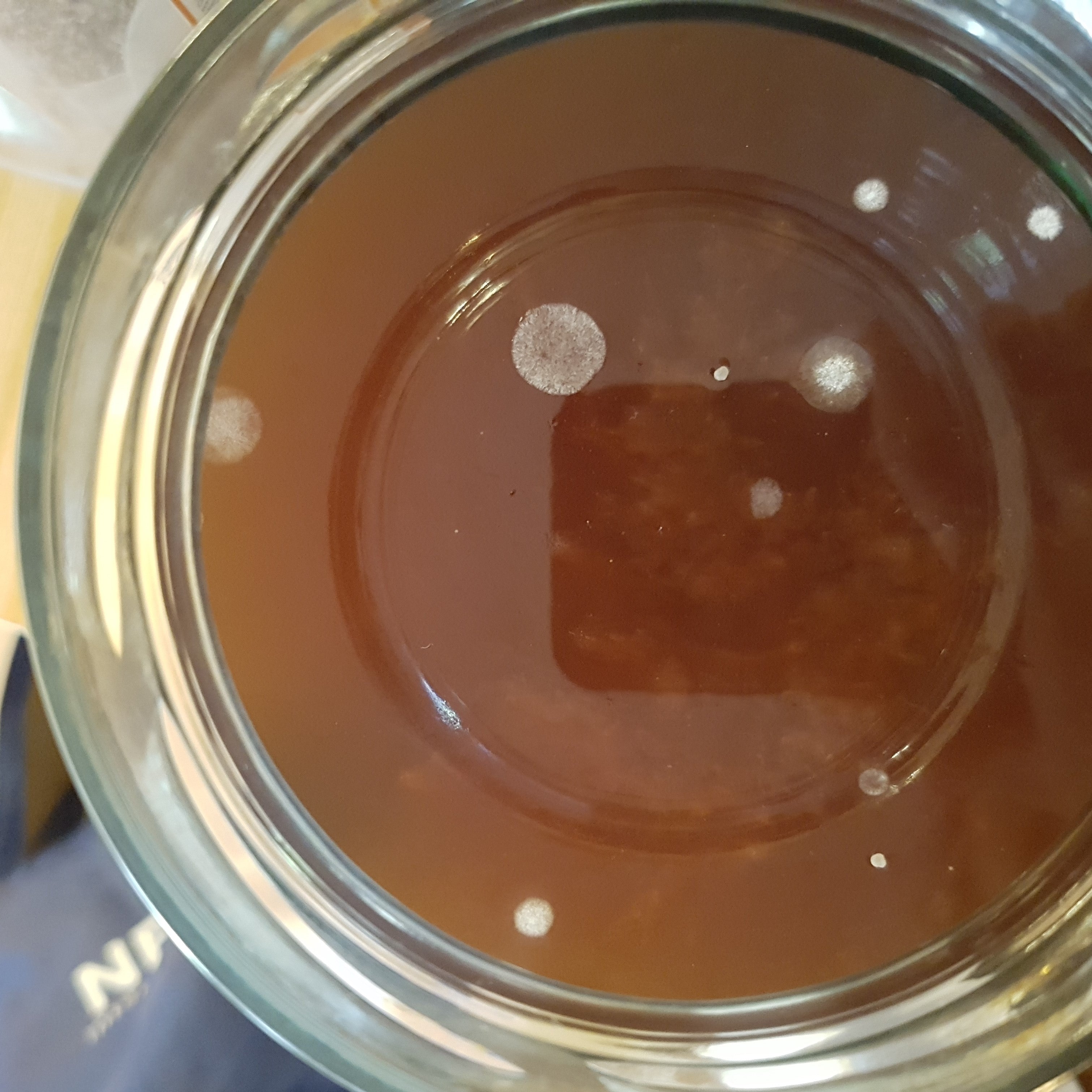 Has your SCOBY developed mould, turned black, attracted pests?