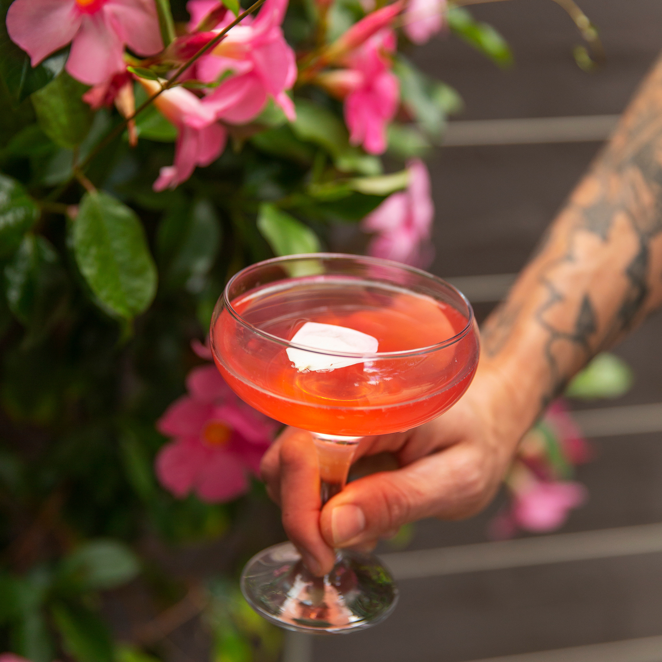 The Hibiscus Rose